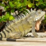 boca raton council votes 3 2 to impose 100 minimum fine for feeding iguanas rats mice and pigeons under new florida ordinance