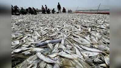 bumper catch ramponn new fishing season caranzalem 11 08 2026 4jpg