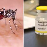 dengue vaccine