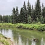 in 2003 a montana family bought 57 acres along the stillwater river image credit flathead land trust
